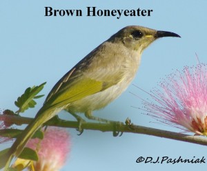 Brown Honeyeater (Lichmera indistincta) 