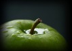 Green Apple Louise Smith - A Grade Merit