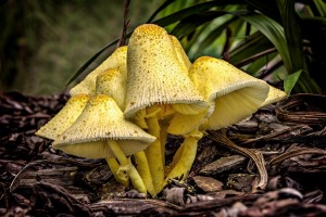 Another A Grade Honour for Ron Johnson's Yellow Fungi 