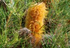 Plant of the month is Banksia spinulosa (Golden Candlesticks), a shrub to 3 metres or so growing mainly in dry eucalypt forest. The orange-yellow flowers occur autumn to winter and attract honeyeaters. This is an attractive feature shrub that is tolerant of salt spray and will survive in most well-drained soils. Photograph courtesy Mary Boyce