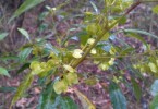 Plant of the month: Dodonea viscosa (Sticky hop bush) is found in montane, but also in eucalypt forests and on the coast. It grows to around 2 metres, likes sandy soil, has small, inconspicuous flowers, but interesting fruit which are winged capsules, in clusters, that change from green to pink as they mature. Image bushcraftoz.com