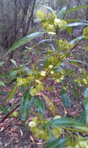 Plant of the month: Dodonea viscosa (Sticky hop bush) is found in montane, but also in eucalypt forests and on the coast. It grows to around 2 metres, likes sandy soil, has small, inconspicuous flowers, but interesting fruit which are winged capsules, in clusters, that change from green to pink as they mature.  Image bushcraftoz.com 