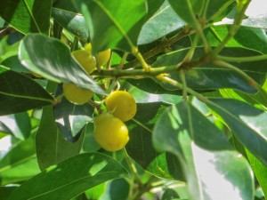 Plant of the month is Cupaniopsis anacardioides (Tuckeroo), a small tree to 10 metres or so,  growing in a range of locations including dry rainforest. It has small, green/cream flowers in panicles followed by orange, three-lobed fruit that break open to display a black seed in a red covering.