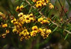 Plant of the month is Daviesia umbellulata, a shrub to 2m+ that enjoys dry conditions and has small yellow pea flowers, often with red markings, in spring. (Photograph: Mary Boyce)