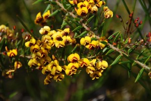 Plant of the month is Daviesia umbellulata, a shrub to 2m+ that enjoys dry conditions and has small yellow pea flowers, often with red markings, in spring.  (Photograph: Mary Boyce)    