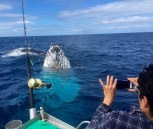 A pod of four whales gave the ladies on a fishing charter an unexpected treat last month! Image Double Island Fishing Charters