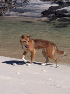Outback festivities in Rainbow Beach on October 25 will help educate backpackers on dingo safety