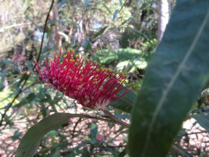Plant of the month is the cultivar, Grevillea 'Coastal Glow', a shrub to three metres with crimson toothbrush flowers that are loved by honeyeaters and occur most of the year. This rapidly-growing plant is hardy and happiest in moist, well-drained soil in full sun. As with many grevilleas, it can be rangy and a good prune will promote flowering and a denser habit.  It is salt spray resistant and frost hardy.  