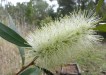 Plant of the month is Melaleuca saligna (formerly Callistemon salignus), a small tree to 9+ metres, with a dense habit and papery bark. It has cream flowers in spring and pink new foliage. (Photograph source: www.wetlandwalks.com.au)