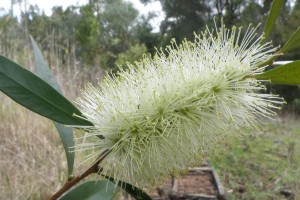 Plant of the month is Melaleuca saligna (formerly Callistemon salignus), a small tree to 9+ metres, with a dense habit and papery bark.  It has cream flowers in spring and pink new foliage. (Photograph source: www.wetlandwalks.com.au)