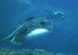 This magnificent bull ray stopped by Wolf Rock