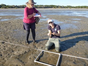 Bev Lambert and Alana Kippers monitor the seagrass at Pelican Bay and (inset) also find some interesting critters 