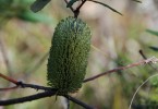 Plant of the month: Banksia oblongifolia (Dwarf banksia) is a multi-stemmed shrub, usually grows to 1 metre, is hardy and has cream-to-yellow flowers and oblong, serrated leaves. (The photograph by Mary Boyce shows green coloration prior to full flowering.)