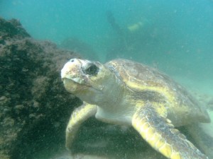 Wolf Rock Dive - Turtle