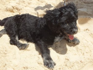 Not all dogs are as cute and little as this one. Do you think dogs should be off leash on the beach or elsewhere on the coast and where? Tell us what you think on: www.facebook.com/RainbowBeachCommunityNews