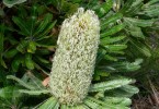 Plant of the month: Banksia aemula (Wallum banksia)