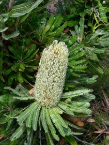 Plant of the month: Banksia aemula (Wallum banksia)