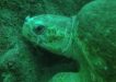Wolf Rock Dive - 'Lily' the loggerhead turtle