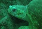 Wolf Rock Dive - 'Lily' the loggerhead turtle
