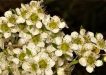 Plant of the month: Leptospermum polygalifolium (Wild May)