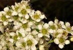 Plant of the month: Leptospermum polygalifolium (Wild May)