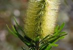 Plant of the month is Melaleuca pachyphylla (Wallum bottlebrush) - previously known as Callistemon pachyphyllus - a shrub to 1.5 metres, flowering right now in its green or red form Image Mary Boyce