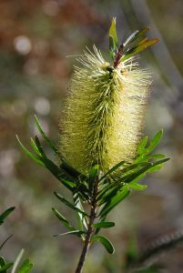 Plant of the month is Melaleuca pachyphylla (Wallum bottlebrush) - previously known as Callistemon pachyphyllus - a shrub to 1.5 metres, flowering right now in its green or red form Image Mary Boyce 
