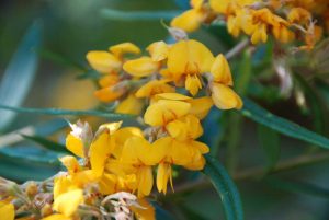 Plant of the month is Oxylobium robustum, a shrub to 3 metres, occurring in wet and dry eucalypt forest. The bright yellow flowers, sometimes with red markings,  appear winter to spring. Image Mary Boyce