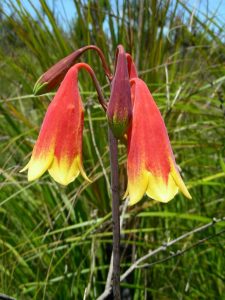 Christmas bells - Blandfordia grandiflora - Image Mary Boyce