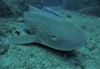 Leopard sharks breathe without swimming!