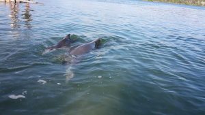 Dolphin - Ella with her new baby