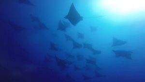 Manta Rays image by Wolf Rock Dive