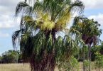 Plant of the month Livistona decora - Weeping Cabbage Palm - Photograph: www.pacsoa.org.au