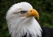 Ron Johnson's Bald Eagle won Highly Commended in A Grade