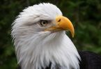 Ron Johnson's Bald Eagle won Highly Commended in A Grade