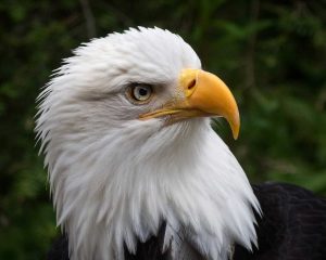 Ron Johnson's Bald Eagle won Highly Commended in A Grade 
