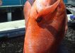 One of the many big red emperor caught on Baitrunner