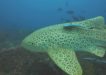 Great diving conditions at Wolf Rock - Leopard Shark