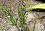 Four Dianellas grow in our area, and our plant of the month is Dianella caerulea (Common flax lily), which grows to 1.8m in wet and dry eucalypt forests where they tend to be occasional plants, rather than clumps. Blue flowers occur from spring to summer and purple/blue fruit follow. Dianella caerulea can tolerate damp conditions, but prefers full sun and well drained soil.