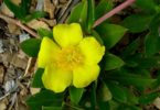 City Farm 1: Hibbertia scandens (Climbing Guinea Flower) is a vigorous, trailing or climbing plant that grows well in coastal areas Image Mary Boyce