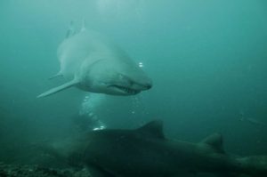 Gentle giants, heavily pregnant Grey Nurse Sharks glide around Wolf Rock