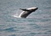 Whale season has begun Image courtesy Cooloola Coastcare, see their article on page 12-13.