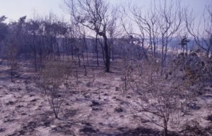 The Rainbow Beach fire of September 1984 leaves the dunes blackened 