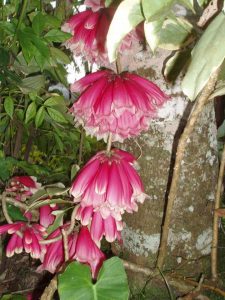 Pink Trumpet vine (Tecomanthe hillii)