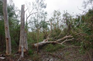 Rainbow Beach Storm Damage to Trees - image Garry Hewitt