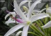 Our plant of the month is Crinum pedunculatum (Swamp lily). Spidery, lightly perfumed, white flowers occur through spring and summer. The swamp lily looks good as a contrast if placed among weeping plants. Planting beside a water feature is also a great choice and in this position it is a haven for frogs. Image J. Howes (www.anpsa.org.au)