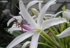 Our plant of the month is Crinum pedunculatum (Swamp lily). Spidery, lightly perfumed, white flowers occur through spring and summer. The swamp lily looks good as a contrast if placed among weeping plants. Planting beside a water feature is also a great choice and in this position it is a haven for frogs. Image J. Howes (www.anpsa.org.au)