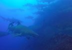 There are about fifty grey nurse sharks daily on a Wolf Rock Dive