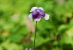 Our plant of the month is Viola hederacea (Native violet), a ground cover that spreads from runners. It has kidney shaped leaves and white and purple flowers. A damp position in a shady spot is preferable and it looks lovely trailing from a hanging basket. Image Mary Boyce