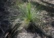 It is illegal to remove the Grass Tree from their habitat